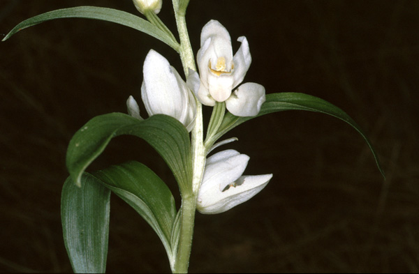Cephalanthera kotschyana. Orchidées de Turquie. SFO PCV Photo Bernard Billaud.