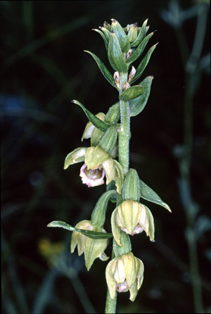 Epipactis turcica. Orchidées de Turquie. SFO PCV. Photo. Bernard Billaud.