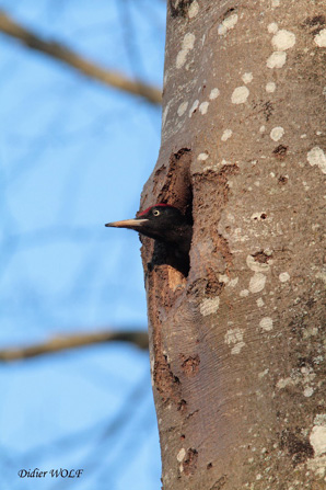 Le pic noir Dryocopus martius mâle Oiseaux SFO PCV Photographie Didier Wolf.
