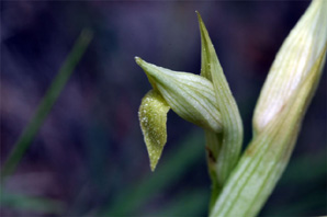 PORTUGAL - Orchidées de la région de l'Algarve Serapias parviflora hypochrome. SFO Poitou-Charentes et vendée.