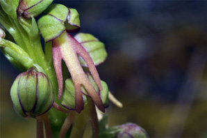 PORTUGAL - Orchidées de la région de l'Algarve Aceras anthropophorum SFO Poitou-Charentes et vendée.