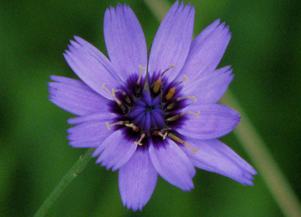 La Catananche bleue ou Cupidone bleue. Photos nature. Botanique. plantes à fleurs. SFO PCV Société Française d'Orchidophilie de Poitou-Charentes et Vendée. 