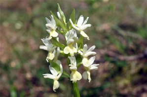 ESPAGNE (2) - Orchidées de la Province d' Andalucia - Dactylorhiza markusii. Société Française d'Orchidophilie de Poitou-Charentes et Vendée.