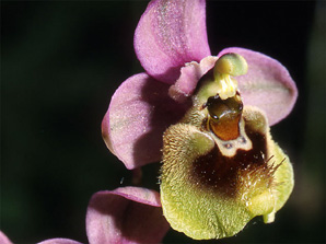 ESPAGNE (2) - Orchidées de la Province d' Andalucia - Ophrys ficalhoana. SFO Poitou-Charentes Vendée.