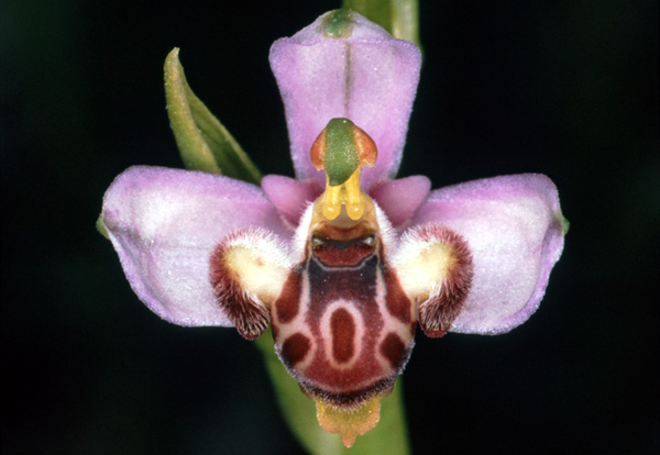 Ophrys schulzei. Orchidées de Turquie. SFO PCV. Photo. Bernard Billaud.