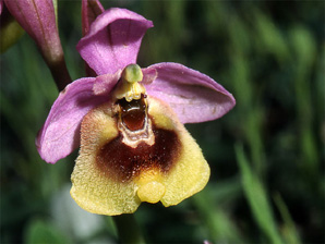 ESPAGNE (2) - Orchidées de la Province d' Andalucia - Ophrys ficalhoana. SFO Poitou-Charentes Vendée.