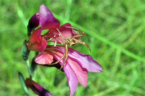 PORTUGAL - Orchidées de la région de l'Algarve Glaïeul SFO Poitou-Charentes et vendée.