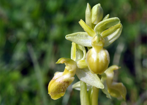 Forme hypochrome d'Ophrys araneola