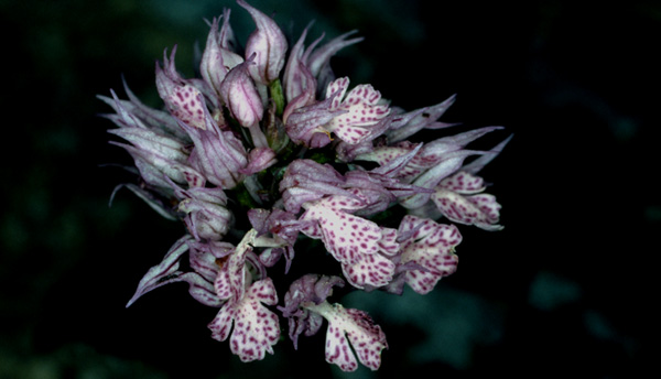 Orchis tridentata. Orchidées de Turquie. SFO PCV Photo Bernard Billaud.