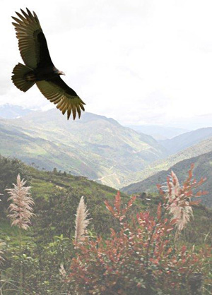 Vallée des vautours Entre Cordillère et Amazonie - L'Equateur - Par Jean-Claude Jude et Liliane & Henri Biron. (5)