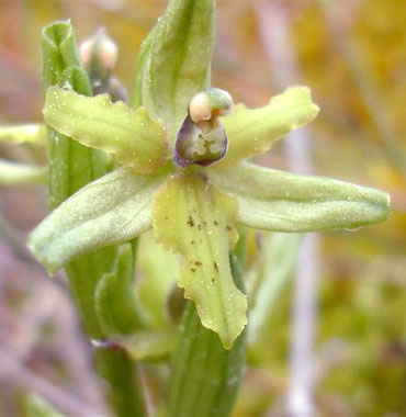 LUSUS - Délabellisation du labelle chez Ophrys aranifera. Ile d'Oléron. SFO Poitou-Charentes et Vendée.