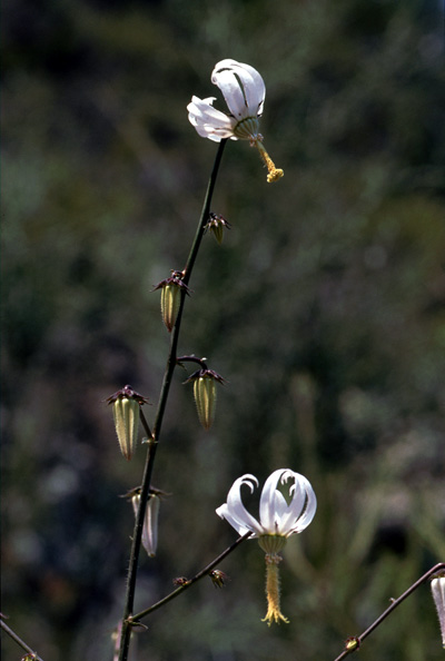 Michauxia. Orchidées de Turquie. SFO PCV. Photo. Bernard Billaud.