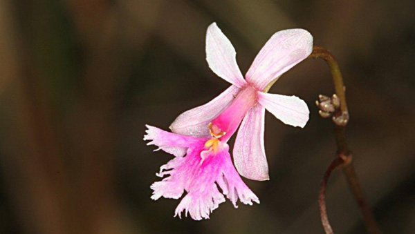 Epidendrum-calanthum Entre Cordillère et Amazonie - L'Equateur - Par Jean-Claude Jude et Liliane & Henri Biron. (7)