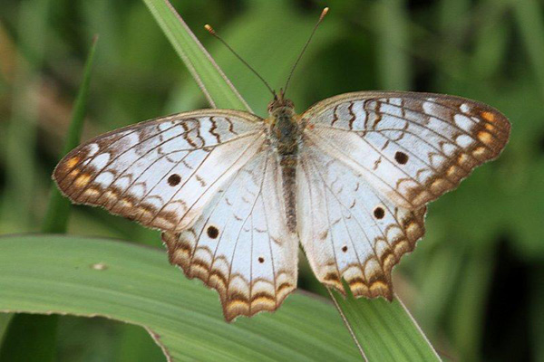 Papillon Entre Cordillère et Amazonie - L'Equateur - Par Jean-Claude Jude et Liliane & Henri Biron. (7)
