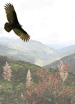 Vallée des vautouEntre Cordillère et Amazonie - L'Equateur - Par Jean-Claude Jude et Liliane & Henri Biron. (9)rs. 