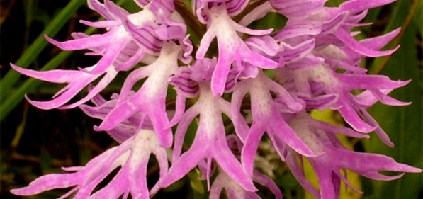 HORS REGION - ITALIE - Orchidées de Toscane (A la découverte des Orchidées du Monte Argentario) (4) Orchis italica SFO PCV - Société Française d'Orchidophilie de Poitou-Charentes et Vendée