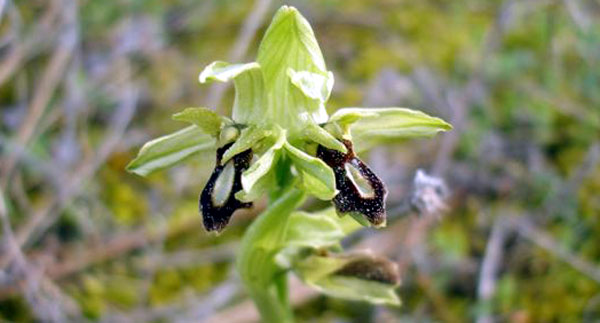 LUSUS - Apoptose maculaire chez Ophrys aranifera. Île de Noirmoutier. SFO Poitou-Charentes et Vendée.