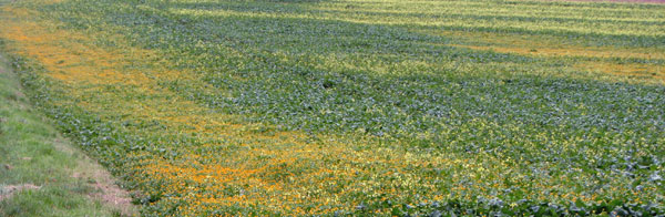 Souci des champs Photos Nature. Plantes à fleurs. SFO PCV Sociéré Française d'Orchidophilie de Poitou-Charentes et Vendée