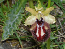HORS REGION - ITALIE. Ophrys incubacea. Orchidées du Lac de Garde. SFO PCV Société Française d'Orchidophilie de Poitou-Charentes et Vendée