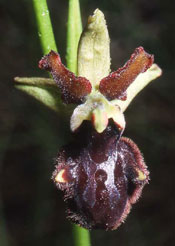 HORS REGION - ITALIE. Ophrys incubacea x Ophrys benacensis. Orchidées du Lac de Garde. SFO PCV Société Française d'Orchidophilie de Poitou-Charentes et Vendée