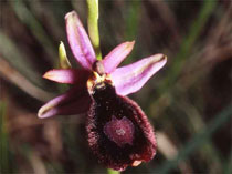 HORS REGION - ITALIE. Ophrys benacensis. Orchidées du Lac de Garde. SFO PCV Société Française d'Orchidophilie de Poitou-Charentes et Vendée