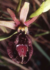 HORS REGION - ITALIE. Ophrys benacensis x Ophrys fuciflora. Orchidées du Lac de Garde. SFO PCV Société Française d'Orchidophilie de Poitou-Charentes et Vendée
