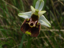 HORS REGION - ITALIE. Ophrys Fuciflora. Orchidées du Lac de Garde. SFO PCV Société Française d'Orchidophilie de Poitou-Charentes et Vendée