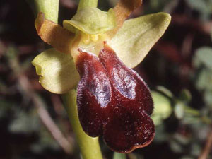Orchidées d'Italie Région de la Basilicate Ophrys lucana photo 5 SFO PCV Sociéré Française d'Orchidophilie de Poitou-Charentes et Vendée
