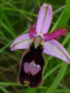 HORS REGION - ITALIE. Ophrys benacensis. Orchidées du Lac de Garde. SFO PCV Société Française d'Orchidophilie de Poitou-Charentes et Vendée