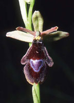 HORS REGION - ITALIE. Ophrys benacensis x Ophrys insectifera. Orchidées du Lac de Garde. SFO PCV Société Française d'Orchidophilie de Poitou-Charentes et Vendée
