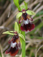 HORS REGION - ITALIE. Ophrys insectifera. Orchidées du Lac de Garde. SFO PCV Société Française d'Orchidophilie de Poitou-Charentes et Vendée