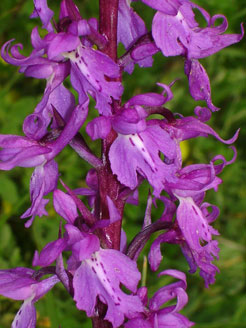Orchis-ovalis 2 HORS REGION - ITALIE - Orchidées de la Ligurie. (2) SFO PCV Société Française d'Orchidophilie de Poitou-Charentes et Vendée. 