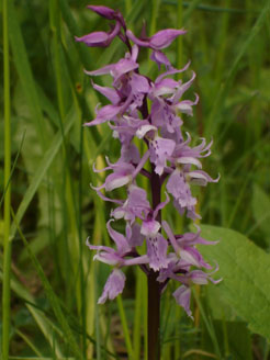 Orchis-ovalis 4 HORS REGION - ITALIE - Orchidées de la Ligurie. (2) SFO PCV Société Française d'Orchidophilie de Poitou-Charentes et Vendée. 