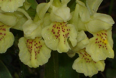 Dactylorhiza sambucina 2 HORS REGION - ITALIE - Orchidées de la Ligurie. (2) SFO PCV Société Française d'Orchidophilie de Poitou-Charentes et Vendée. 