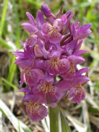 Dactylorhiza sambucina 3 HORS REGION - ITALIE - Orchidées de la Ligurie. (2) SFO PCV Société Française d'Orchidophilie de Poitou-Charentes et Vendée. 