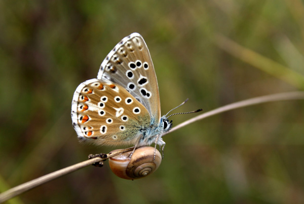 Azuré bleu céleste lysandra bellargus. Insectes lépidoptères ou papillons. Photos nature SFO PCV. David Neau