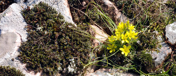 La Gagée. Gagea bohemica. Plantes à fleurs. Botanique. Photos Nature. SFO PCV 
