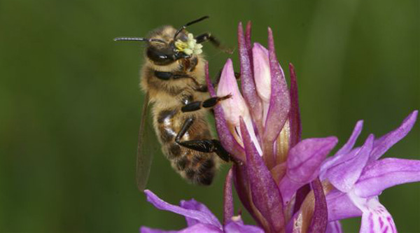 Pollinisateurs une abeille Apis mellifera porteuse de pollinies butine une orchidée : Dactylorhiza elata sfo pcv
