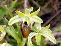 Ophrys cilentana Photo 8 Hors région Italie Orchidées de Campanie SFO Société Française d'Orchidophilie de Poitou-Charentes et Vendée 