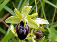 Ophrys cilentana Photo 9 Hors région Italie Orchidées de Campanie SFO Société Française d'Orchidophilie de Poitou-Charentes et Vendée 
