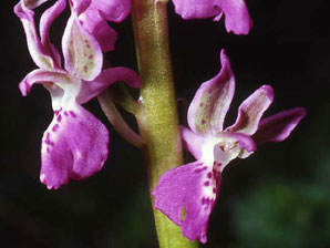 Orchis ligustica 5. HORS REGION - ITALIE - Orchidées de la Ligurie. SFO PCV Société Française d'Orchidophilie de Poitou-Charentes et Vendée.