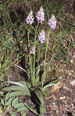 Dactylorhiza-saccifera. HORS REGION - ITALIE - Orchidées de la Ligurie. SFO PCV Société Française d'Orchidophilie de Poitou-Charentes et Vendée.