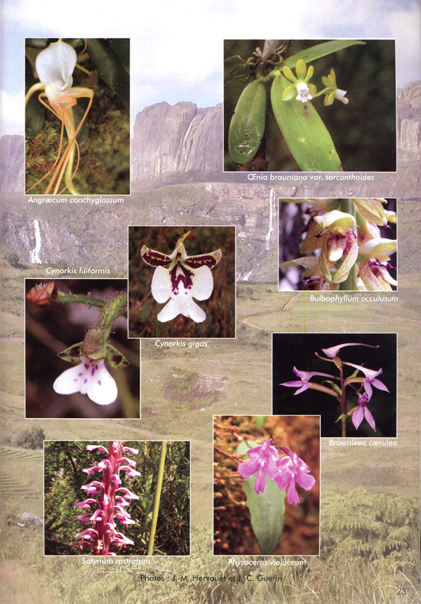 Madagascar Orchidées de Madagascar Article 2009 page 8 SFO PCV Jean-Claude Guérin