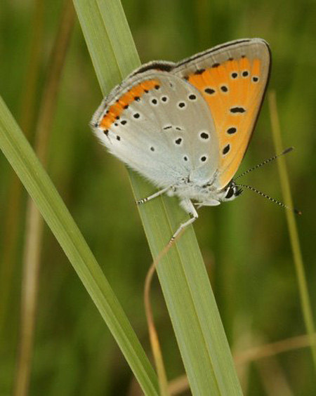 INSECTES LEPIDOPTERES - Papillons - Le Cuivré des marais (Lycaena dispar) PHOTOGRAPHIES NATURALISTES SFO PCV Photographie : Jaques Charreau. 