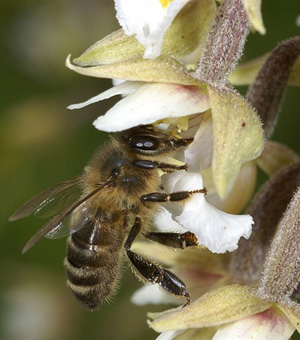 Pollinisateurs une abeille Apis mellifera butine une orchidée : Epipactis palustris sfo pcv