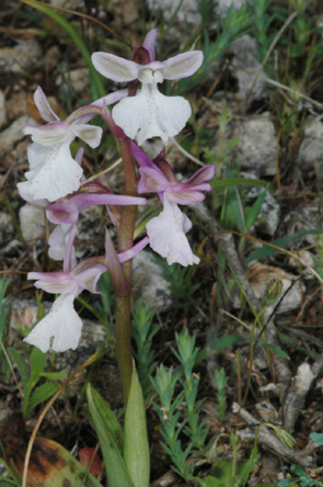 Orchis anatolica Les Orchidées de Grèce - île de Karpathos Photo SFO PCV Jacques Potiron.