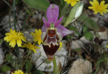 Ophrys heldreichii Les Orchidées de Grèce - île de Karpathos Photo SFO PCV Jacques Potiron.