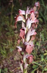 Hybride Serapias neglecta xSerapias vomeracea. HORS REGION - ITALIE - Orchidées de la Ligurie. SFO PCV Société Française d'Orchidophilie de Poitou-Charentes et Vendée.