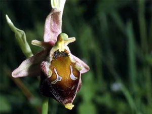 Ophrys pollinensis Orchidées de la Campanie Hors région SFO PCV Sociéré Française d'Orchidophilie de Poitou-Charentes et Vendée