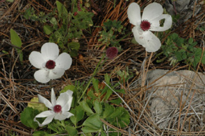 Ranunculus asiaticus Les Orchidées de Grèce - île de Karpathos Photo SFO PCV Jacques Potiron.